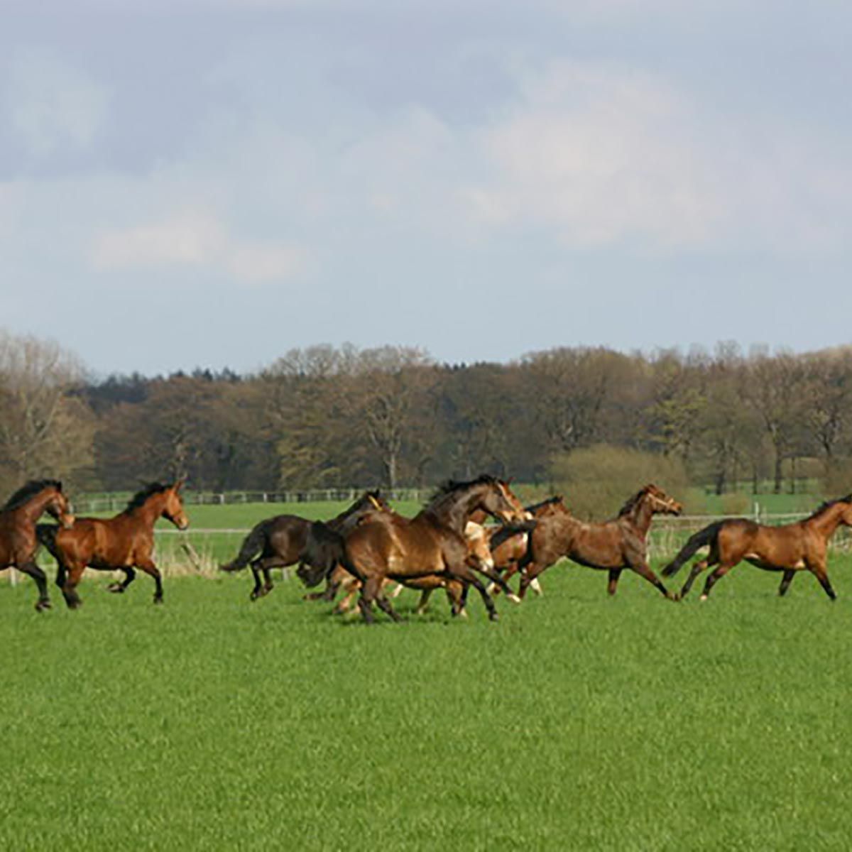 Ausreitmöglichkeiten